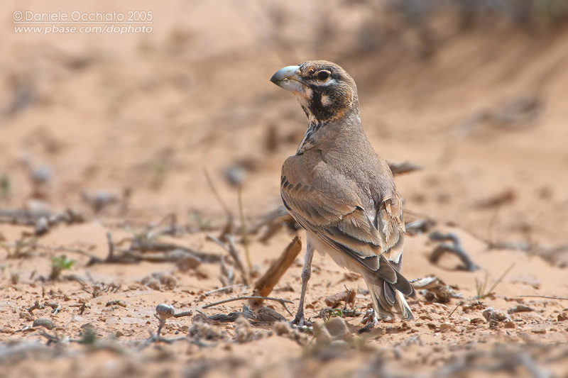 Thick-billed Lark (Ramphocoris clotbey)