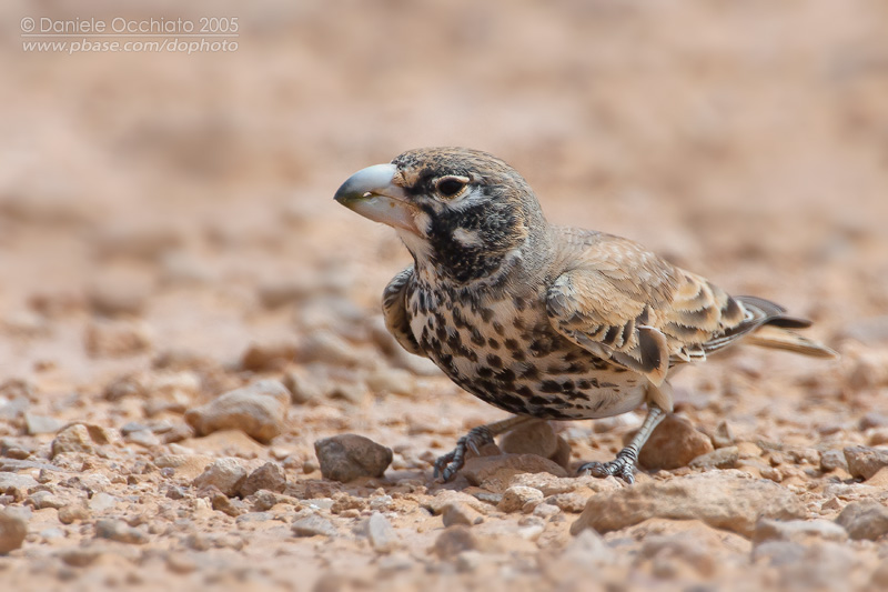 Thick-billed Lark (Ramphocoris clotbey)