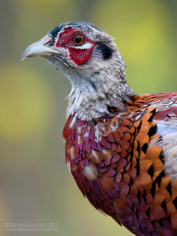 Common Pheasant (Phasianus colchicus)