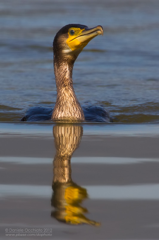 Great Cormorant (Phalacrocorax carbo sinensis)