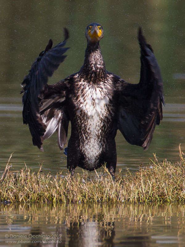 Great Cormorant (Phalacrocorax carbo sinensis)