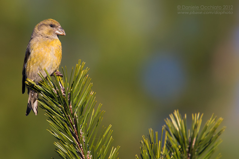 Common Crossbill (Loxia curvirostra)