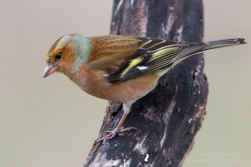 Chaffinch (Fringilla coelebs)