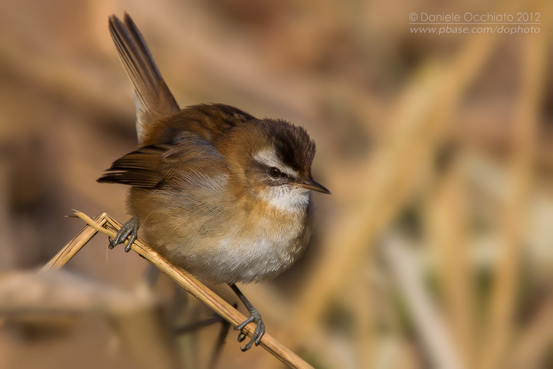 Moustached Warbler (Acrocephalus melanopogon)