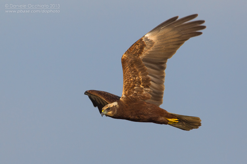 Western Marsh Harrier (Circus aeruginosus)