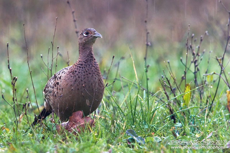 Common Pheasant (Phasianus colchicus)
