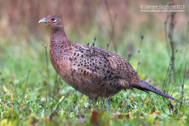Common Pheasant (Phasianus colchicus)
