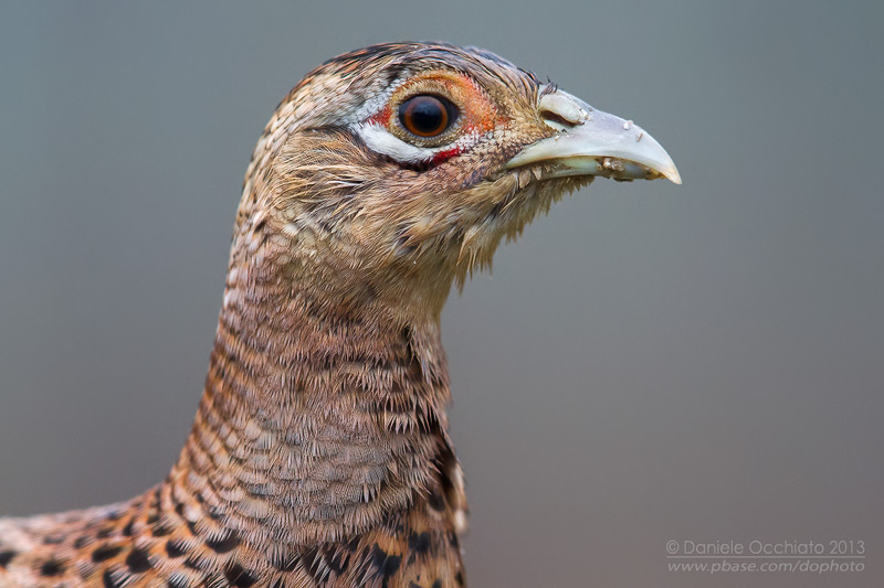 Common Pheasant (Phasianus colchicus)
