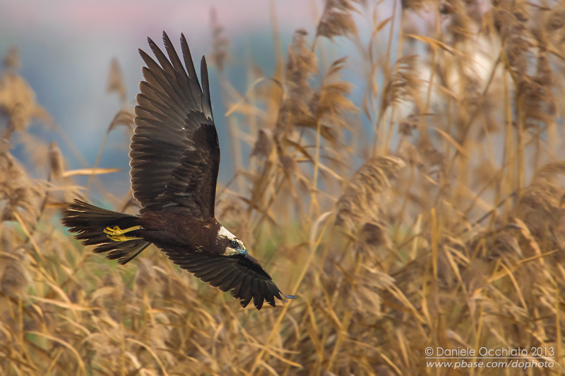 Western Marsh Harrier (Circus aeruginosus)
