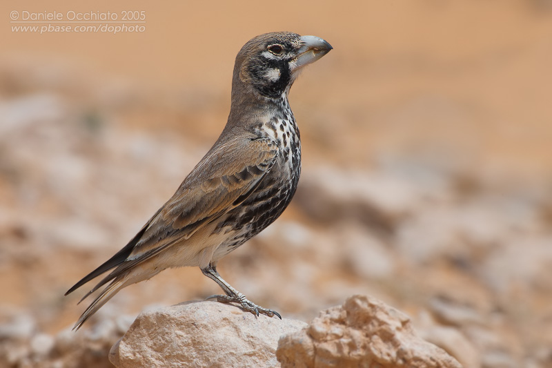 Thick-billed Lark (Ramphocoris clotbey)