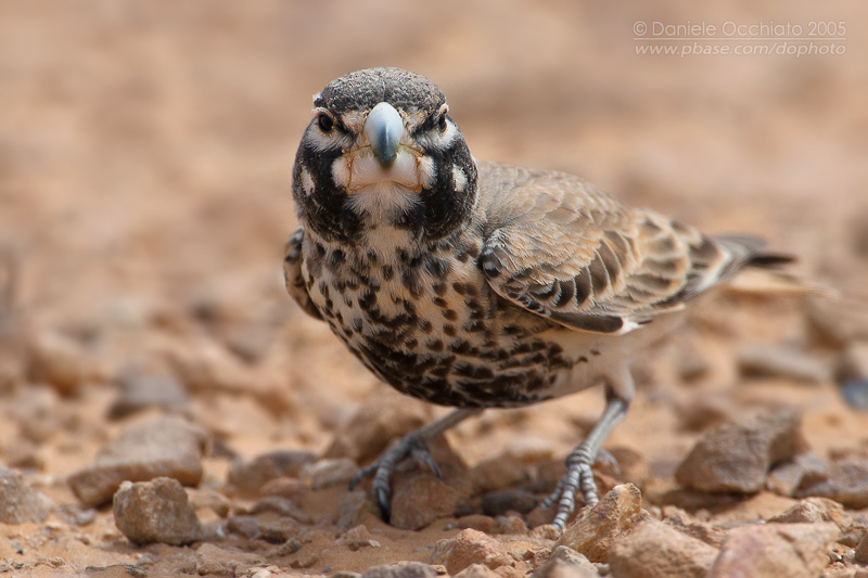 Thick-billed Lark (Ramphocoris clotbey)