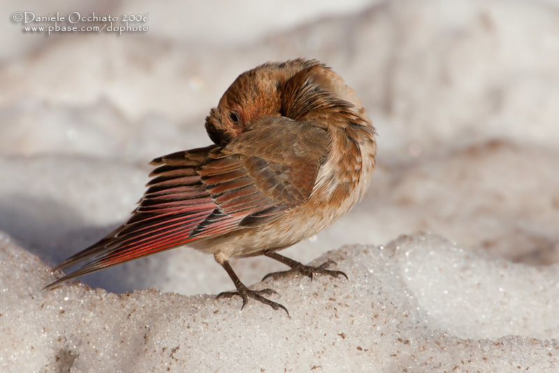 African Crimson-winged Finch (Rhodopechys alienus)