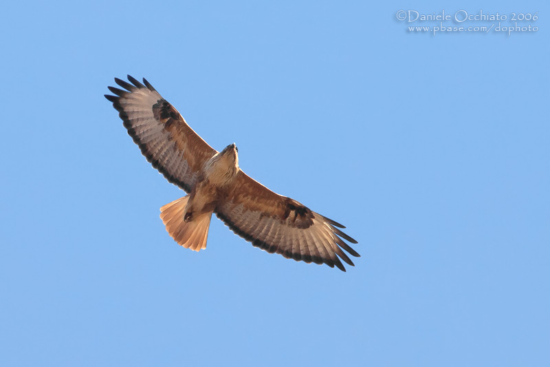 Long-legged Buzzatd (Buteo rufinus ssp cirtensis)