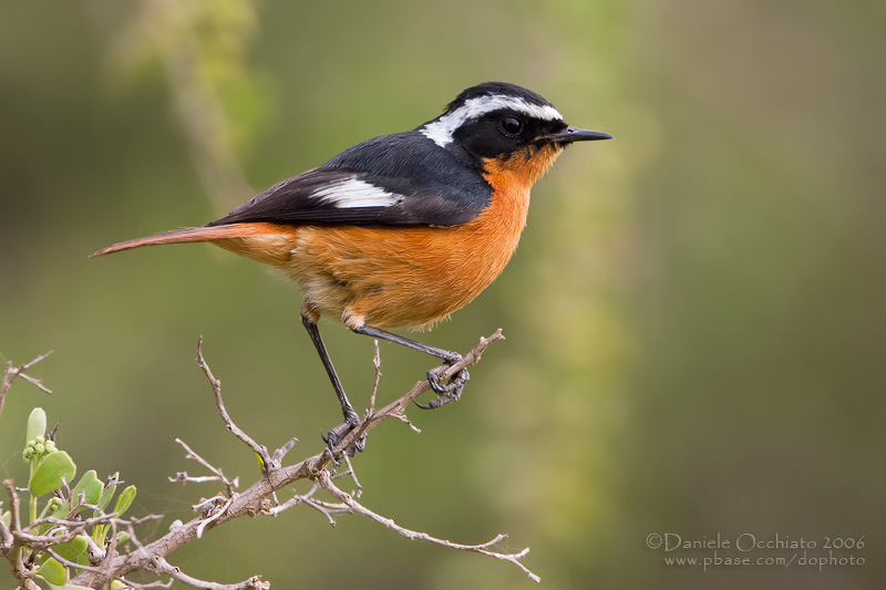 Moussiers Redstart (Phoenicurus moussieri)