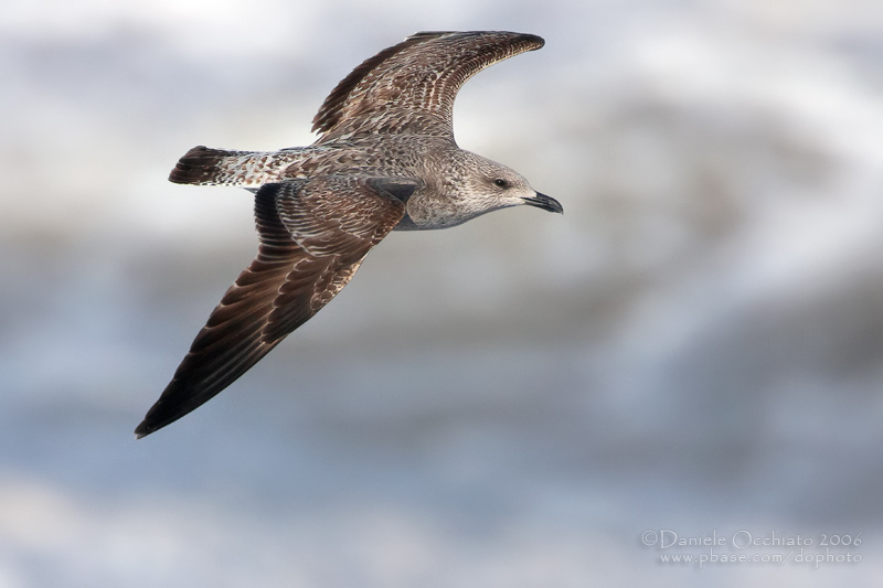 Lesser Black-backed Gull (Larus fuscus ssp intermedius)