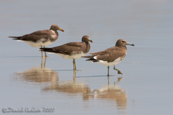 Sooty Gull (Larus hemprichii)