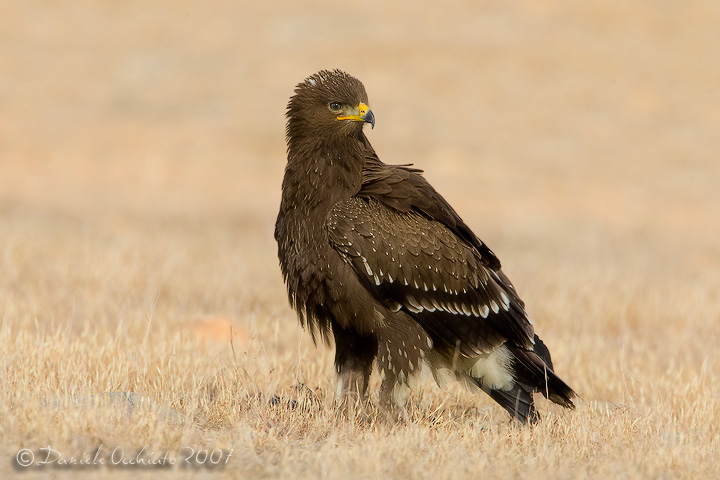 Lesser Spotted Eagle (Aquila pomarina)