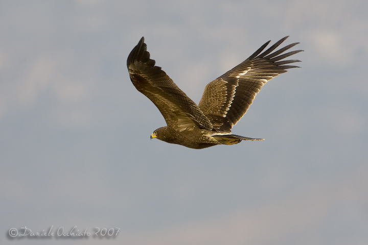 Lesser Spotted Eagle (Aquila pomarina)