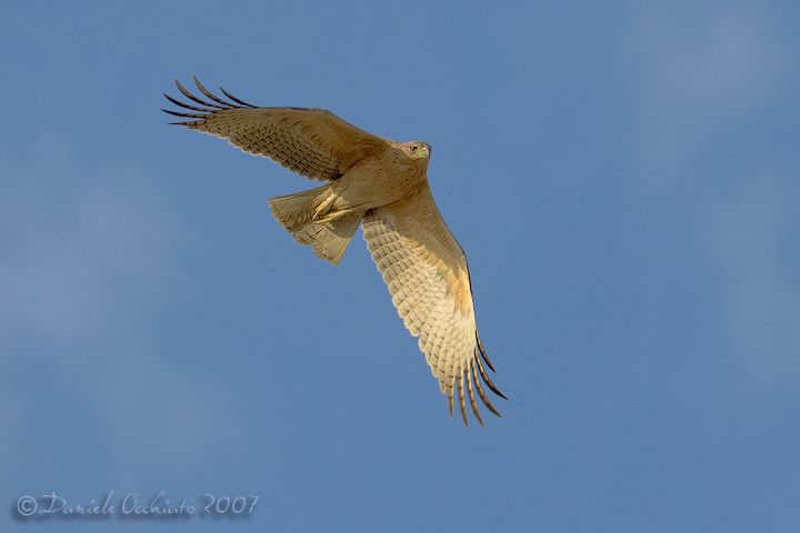 Bonellis Eagle (Aquila fasciata)