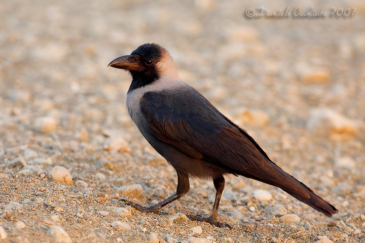 House Crow (Corvus splendens)