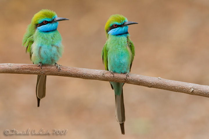 Arabian Green Bee-eater (Merops cyanophrys)