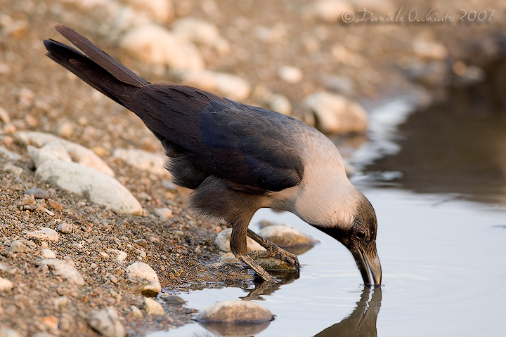 House Crow (Corvus splendens)
