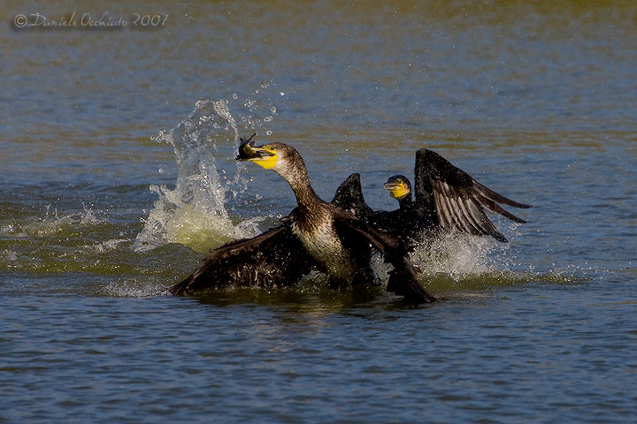 Great Cormorant (Phalacrocorax carbo)