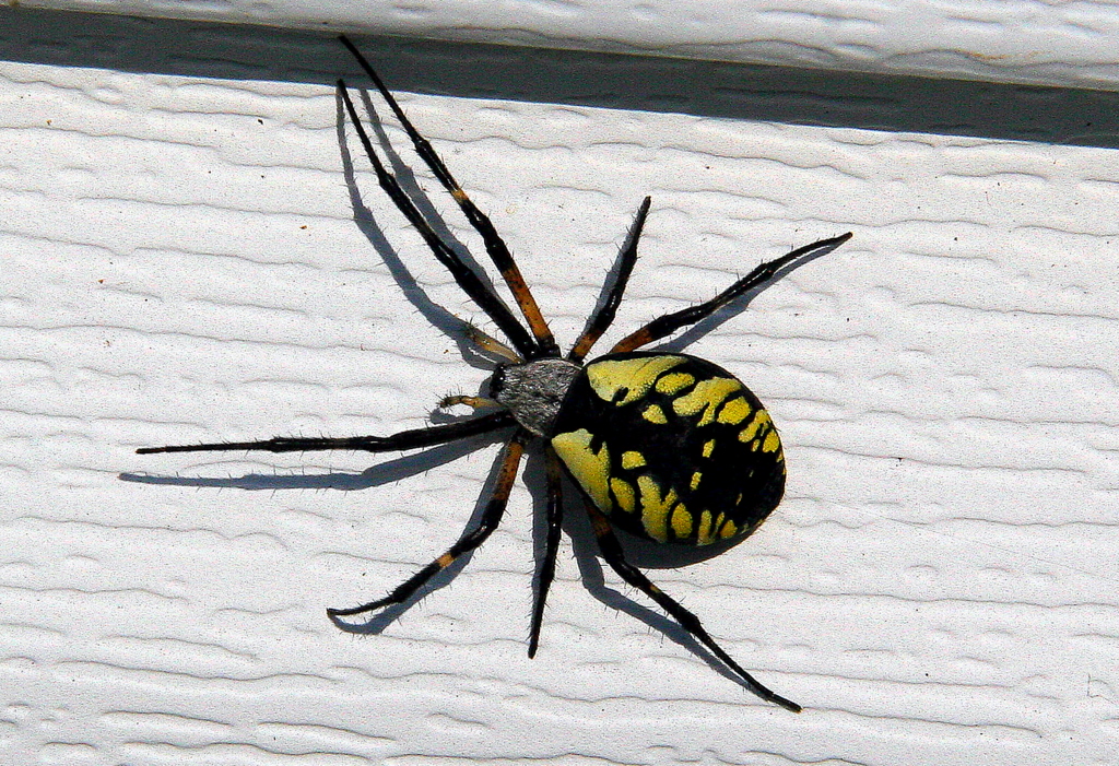 Wolf Spider