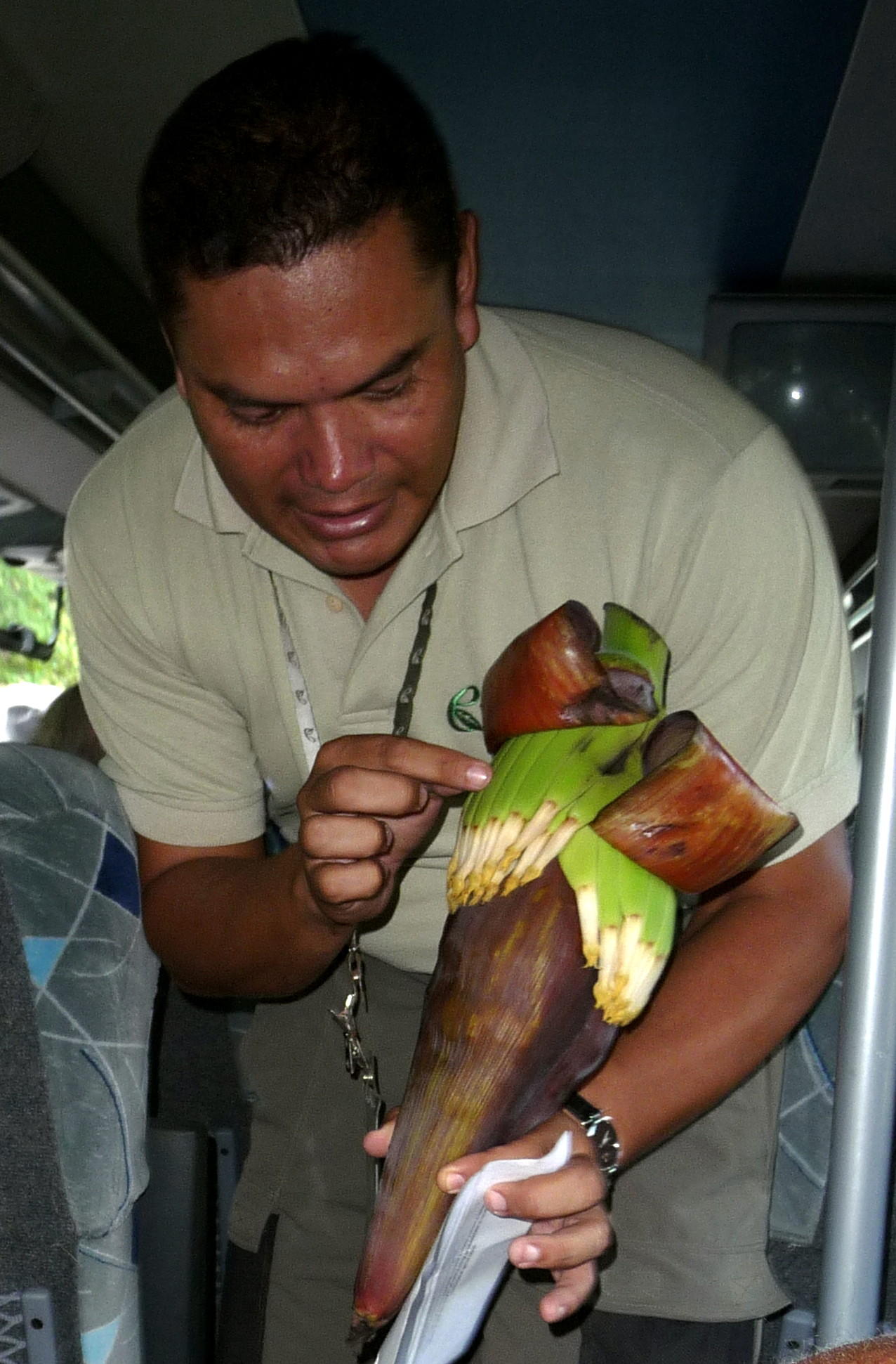  Roy Shows Young Banana Plant -- Costa Rica