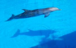 At the Mirage Dolphin Habitat