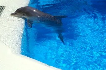 At Dolphin Habitat