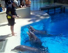 At the Dolphin Habitat