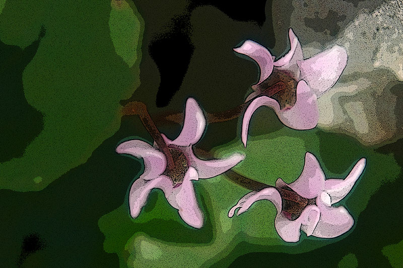 Cyclamen