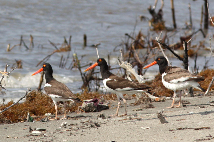 American Oystercatcher