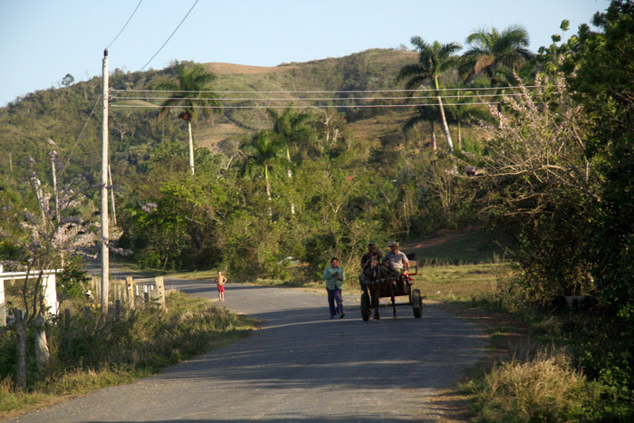 Road to La Loma Celestino Farm Survey Site, Olive-capped Warbler