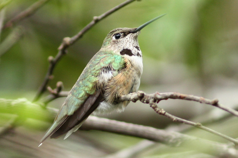 Broad-tailed Hummingbird, Lafayette, March 2009
