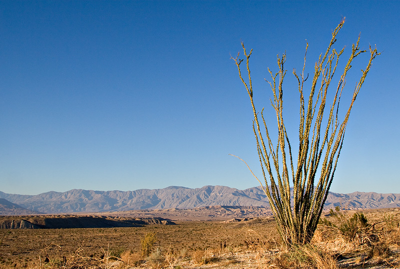 Ocotillo in Anza-Borrego Desert