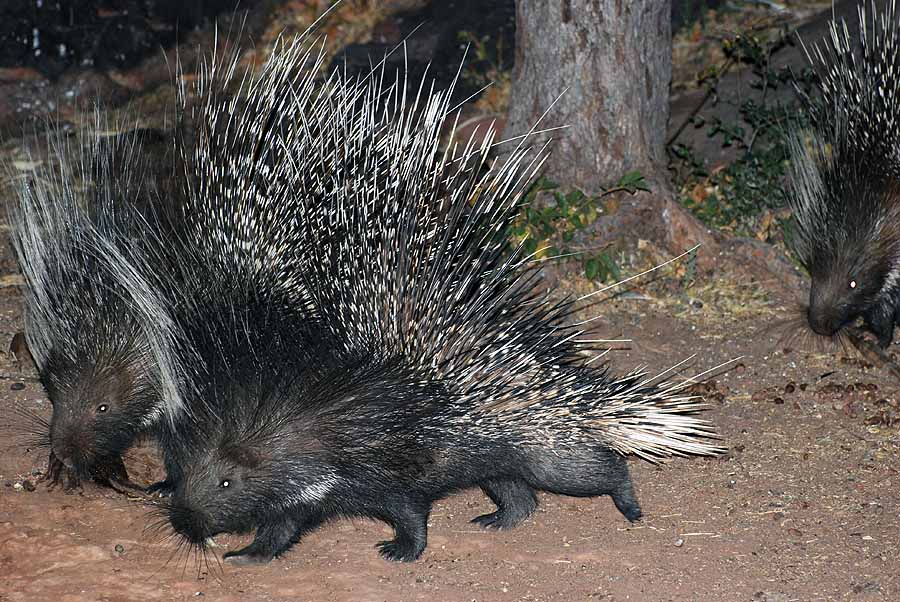 PORCUPINE