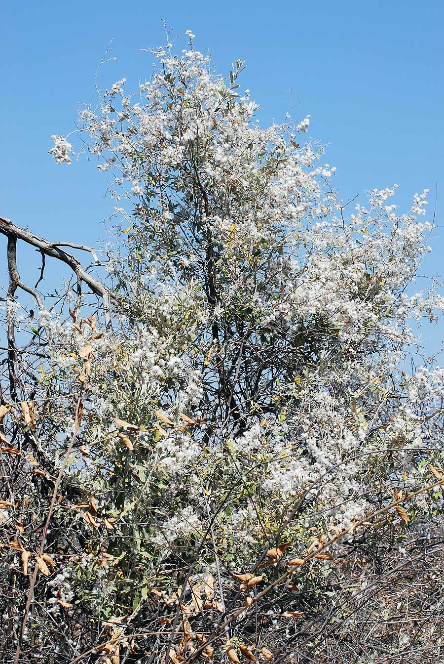 FLOWERING TREE