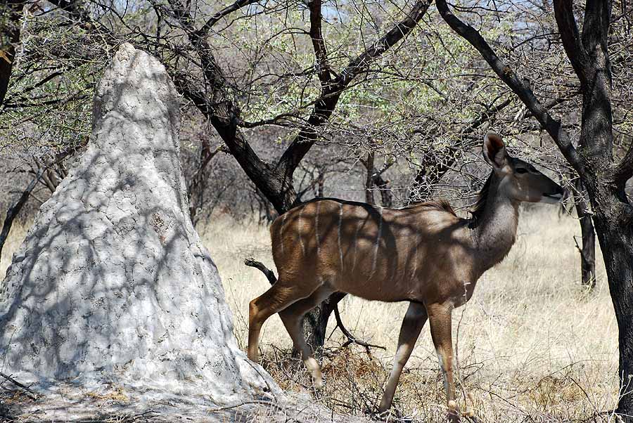 KUDU