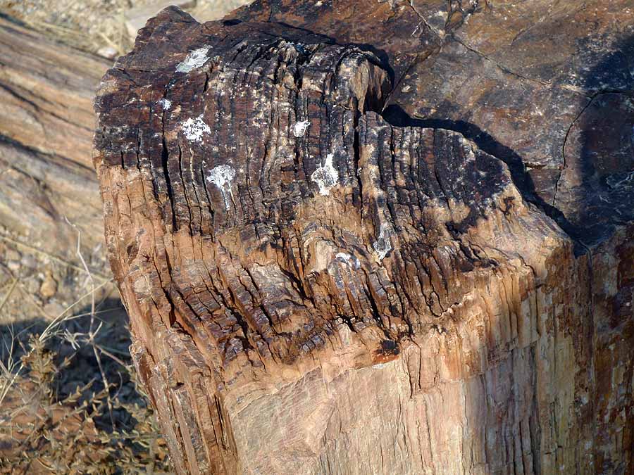 PETRIFIED WOOD