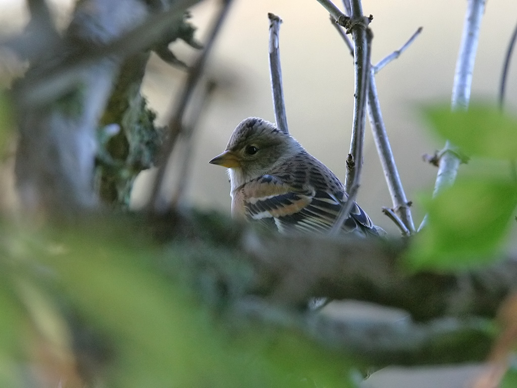 Bergfink - Brambling (Fringilla montifringilla)