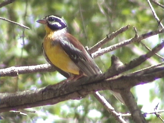 030112 p Golden-breasted bunting Mkuze.jpg