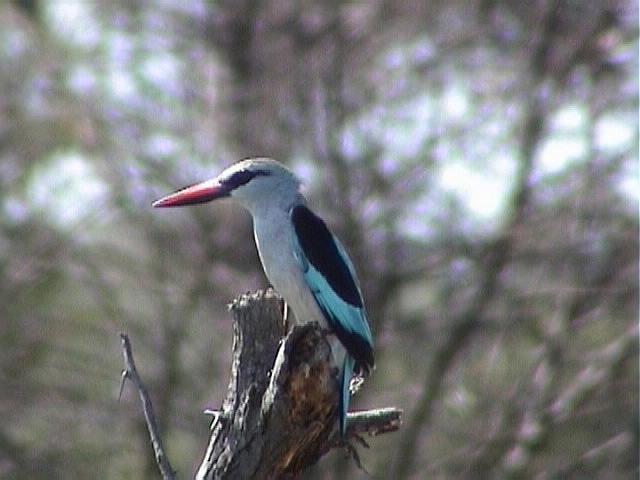 030115 mm Woodland kingfisher Kruger NP.jpg