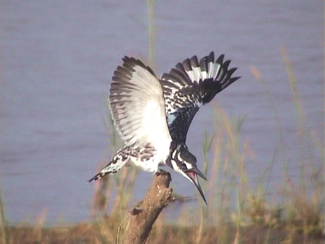 030117 zz Pied kingfisher Kruger NP.jpg