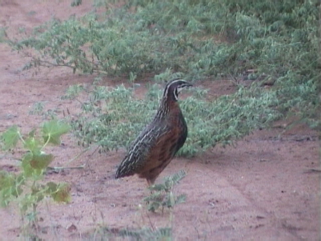 030118 q Harlequin quail Kruger NP.jpg