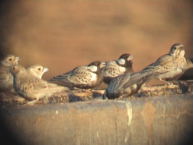 030124 c Grey-backed sparrowlark Red dunes Pofadder.jpg