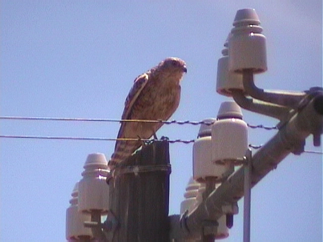 030126 d Greater kestrel Akkerendam-Kransvlei port.jpg