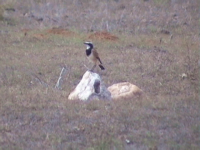 030130 e Capped wheatear De Hoop NR.jpg