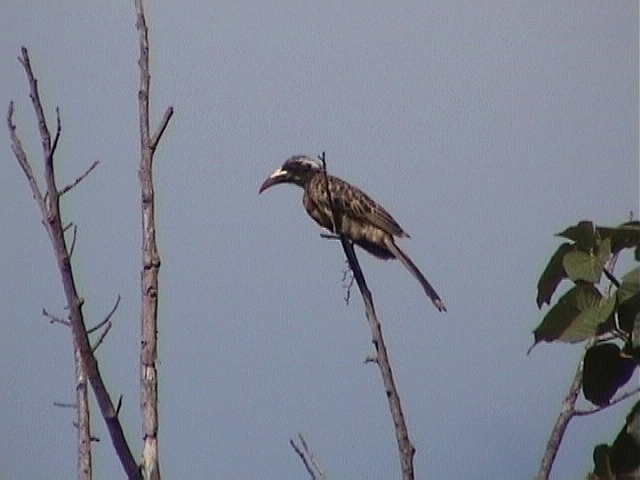 African grey hornbill.jpg